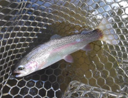 大安トラウトレイク釣果